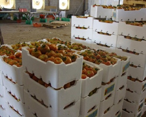 Fruit Packaging Box, Thermocol Boxes, Fruit Packaging Boxes